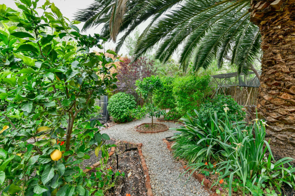 Back garden